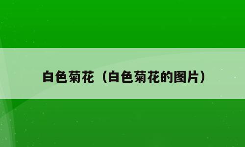 白色菊花（白色菊花的图片）