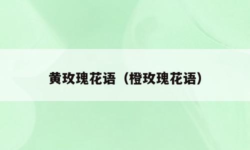 黄玫瑰花语（橙玫瑰花语）
