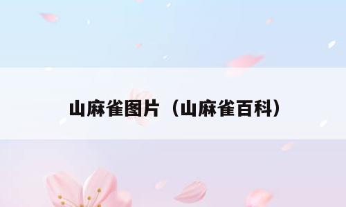 山麻雀图片（山麻雀百科）