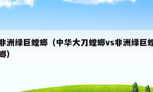 非洲绿巨螳螂（中华大刀螳螂vs非洲绿巨螳螂）