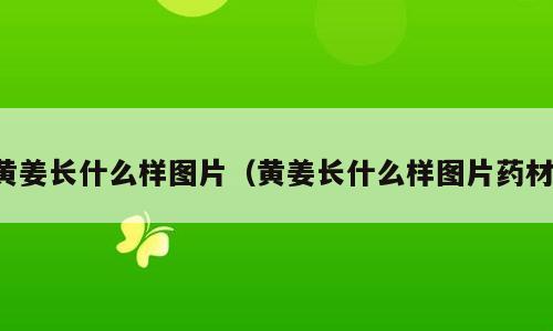 黄姜长什么样图片（黄姜长什么样图片药材）