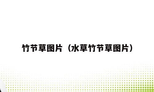 竹节草图片（水草竹节草图片）