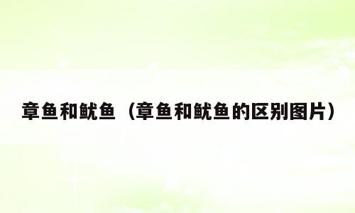 章鱼和鱿鱼（章鱼和鱿鱼的区别图片）
