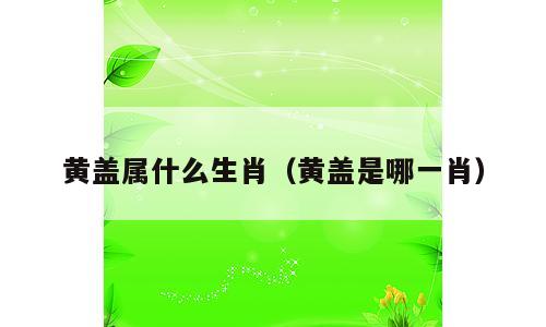 黄盖属什么生肖（黄盖是哪一肖）