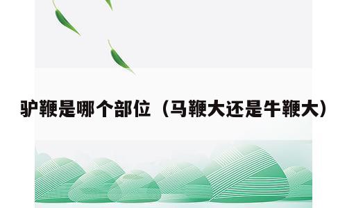 驴鞭是哪个部位（马鞭大还是牛鞭大）