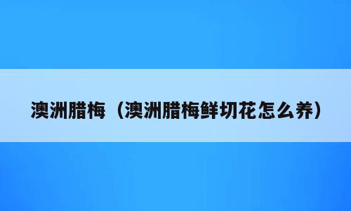 澳洲腊梅（澳洲腊梅鲜切花怎么养）