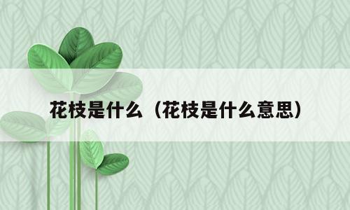 花枝是什么（花枝是什么意思）