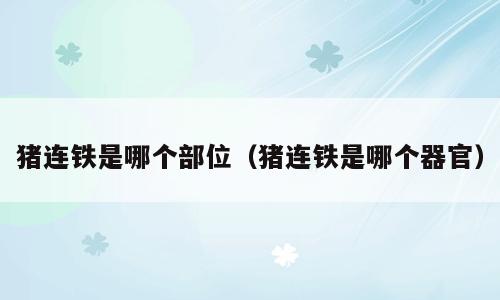 猪连铁是哪个部位（猪连铁是哪个器官）