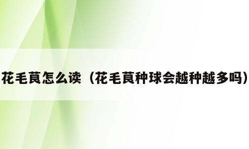 花毛茛怎么读（花毛茛种球会越种越多吗）