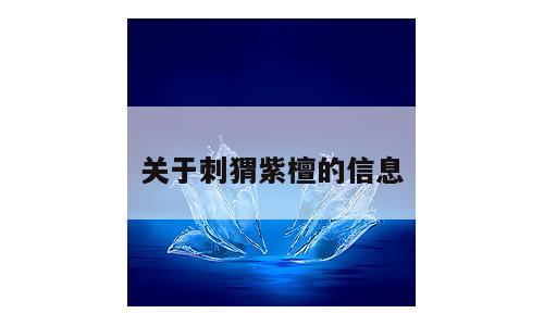 关于刺猬紫檀的信息