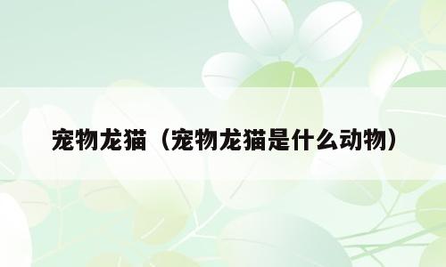 宠物龙猫（宠物龙猫是什么动物）