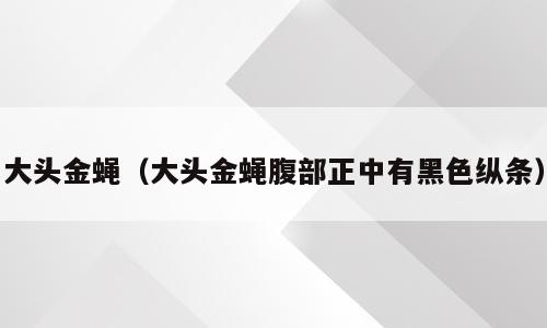 大头金蝇（大头金蝇腹部正中有黑色纵条）