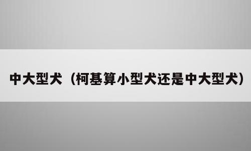 中大型犬（柯基算小型犬还是中大型犬）