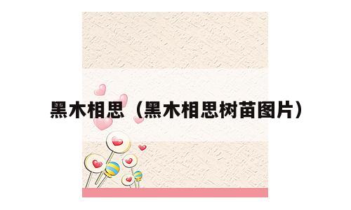 黑木相思（黑木相思树苗图片）
