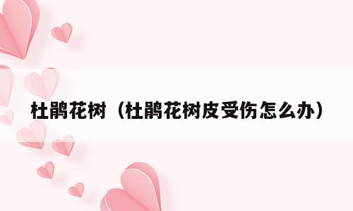 杜鹃花树（杜鹃花树皮受伤怎么办）